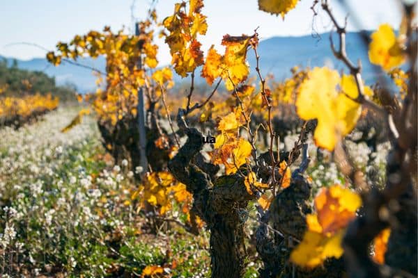 Rutas por la naturaleza en la comarca de Matarraña.
