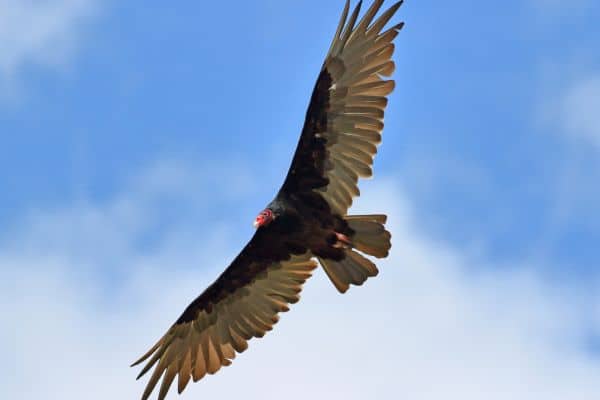 Buitre volando. Observatorio de aves en Mas de Bunyol.